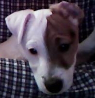 fido_hlava.jpg