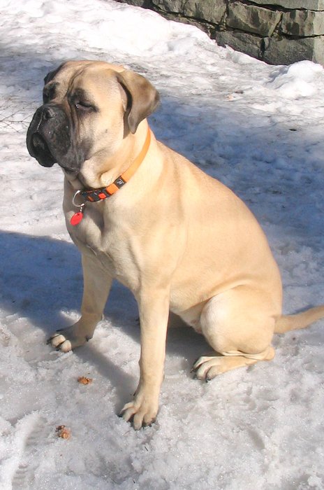 Trestik_unor_2008_005.jpg