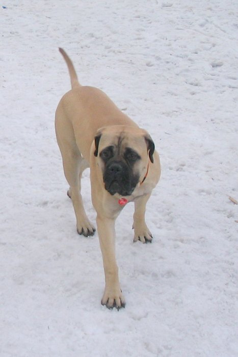 Trestik_unor_2008_002.jpg